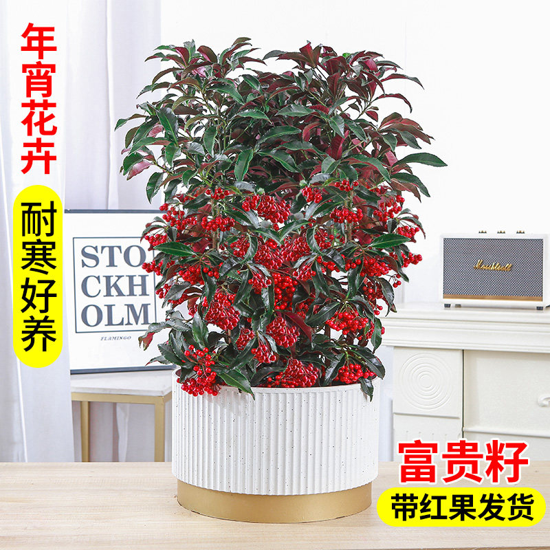 富贵籽盆栽金玉满堂植物耐寒富贵子花卉室内植物带果发货年宵花,家居饰品,桌面摆件,淘宝优惠券,粉丝福利购,淘宝优惠卷