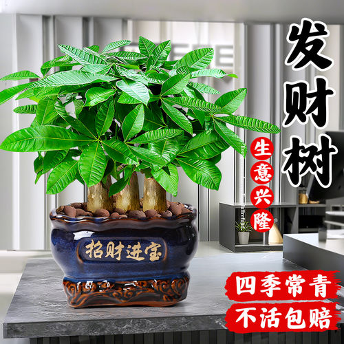 发财树盆栽客厅大招财旺宅室内真树玄关盆景桌面摆件绿植乔迁之喜