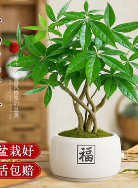 发财树小盆栽招财桌面盆景办公室大绿植室内客厅中式禅意四季植物