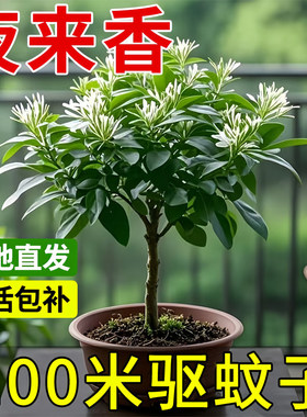 夜来香盆栽花卉室内客厅四季种植驱蚊植物室外庭院好养九里香树苗