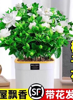 栀子花盆栽多季开花卉植物室内水培绿植清香木好养活茉莉花带花苞
