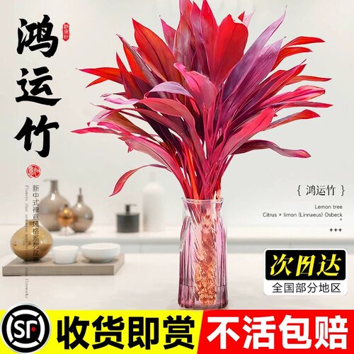紫竹鸿运富贵竹水培植物水养带根转运竹子盆栽室内客厅发财竹带根