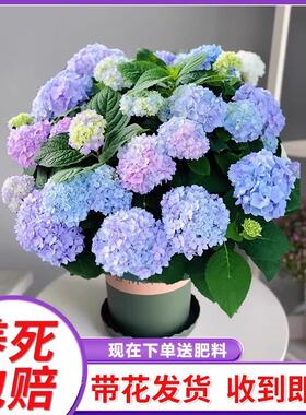 绣球花苗盆栽带花四季开花室内植物花卉阳台好养活无尽夏老桩绿植