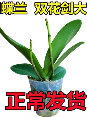 双花剑蝴蝶兰盆栽兰花大苗带花剑带花苞客厅花苗室内花好养易成活