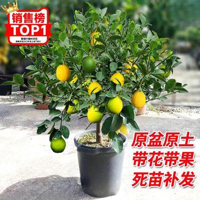 香水柠檬树盆栽带果可食用室内庭院种植四季结果广东无核青柠檬苗