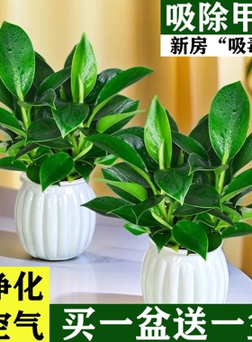 金钻盆栽绿萝箩室内植物花卉水培绿植好养客厅多肉新房吸除去甲醛