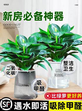 大叶金钻绿公主盆栽带花苞绿萝箩水培植物室内花卉桌面绿植吸甲醛