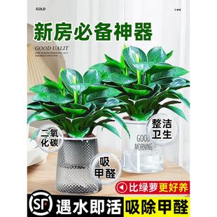 大叶金钻绿公主盆栽带花苞绿萝箩水培植物室内花卉桌面绿植吸甲醛