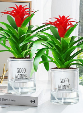 鸿运当头盆栽大盆红掌客厅摆放家养水培花卉植物室内花好养活四季