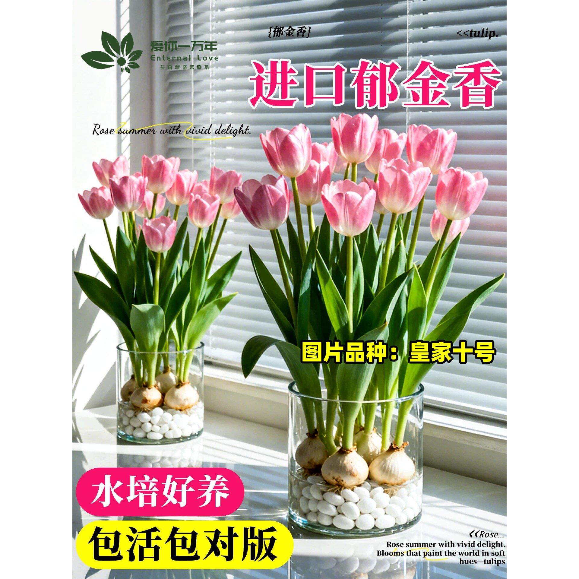 进口郁金香种球水培植物室内阳台盆栽5五度球种子适合冬天的花卉