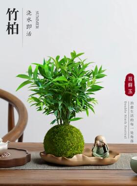 水培苔藓球竹柏中式禅意桌面盆栽夏季驱蚊绿植四季常青茶桌摆件