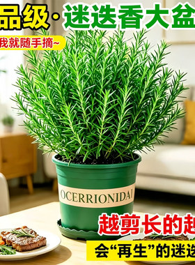迷迭香盆栽可食用大苗室内驱蚊柠檬薄荷水培植物厨房盆栽牛排专用