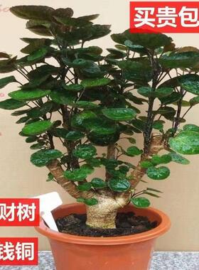 园艺盆栽室内金钱钱金钱客厅兜福禄桐桐圆叶发财树绿植多多树金钱
