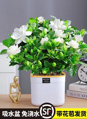 栀子花盆栽花卉植物室内水培绿植茉莉花四季好养活九里香树苗金钻