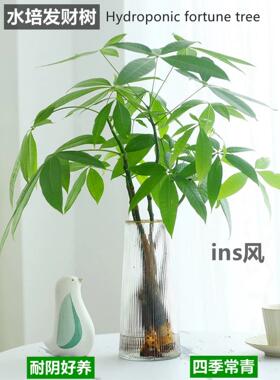 水培植物发财树盆栽室内客厅四季好养水养办公室桌面绿植花卉盆景