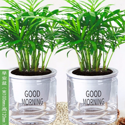 袖珍椰子盆栽绿植水培花卉办公桌室内盆景植物四季常青有氧椰子苗