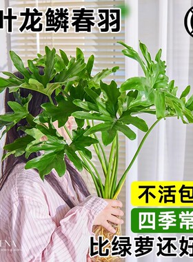 春羽水培植物大叶龙鳞春羽桌面绿植室内老桩盆栽四季常绿好养易活