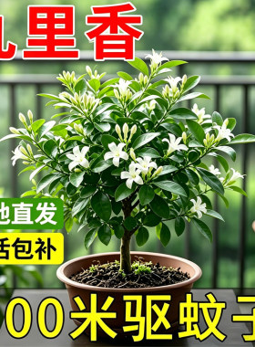 九里香盆栽花卉室内客厅四季种植驱蚊植物室外庭院好养夜来香树苗