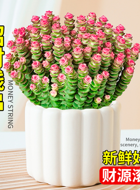 钱串子多肉植物室内盆栽花卉绿植旺宅钱多多大颗好养四季肉肉鲜花
