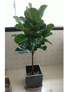 琴叶榕大叶盆栽客厅北欧大型植物棒棒糖型新趣味室内老桩观叶绿植