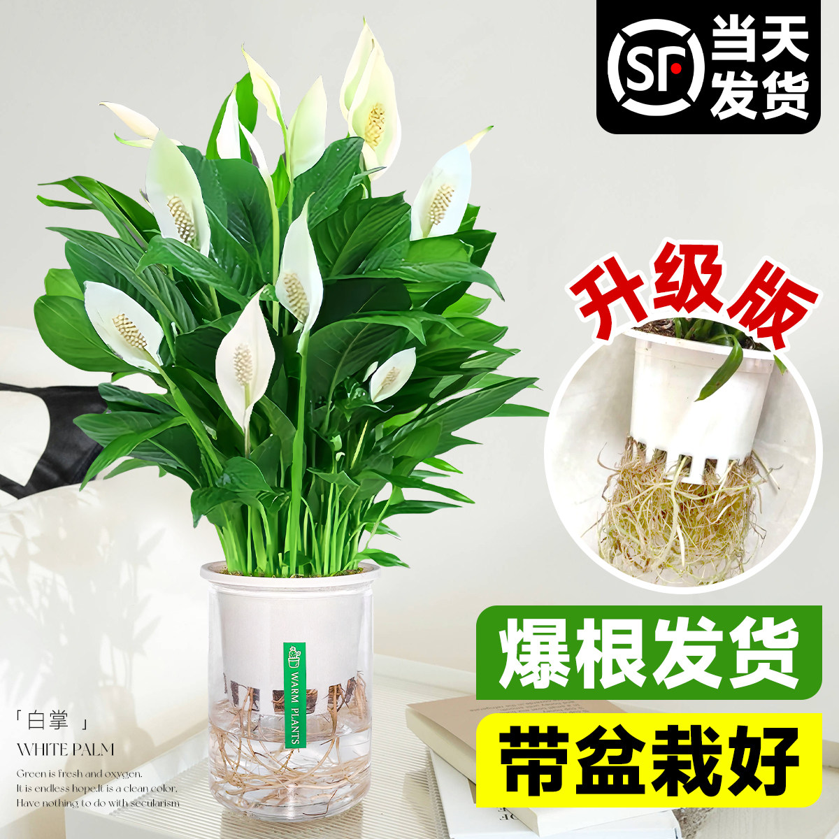 白掌一帆风顺盆栽带花水培植物室内红掌四季开花适合懒人花卉绿植