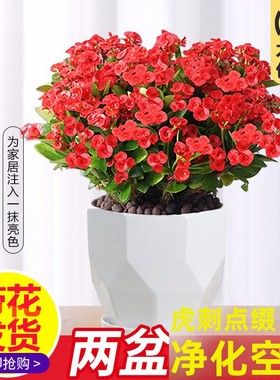 铁海棠盆栽花卉室内盆景绿植四季开花虎刺梅办公阳台花卉开花植物