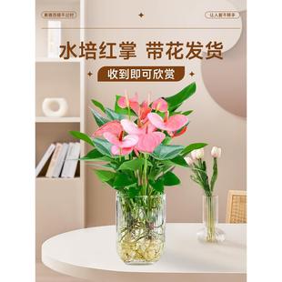 粉掌盆栽水培植物室内好养绿植水养花卉四季 常青红掌鲜花一帆风顺