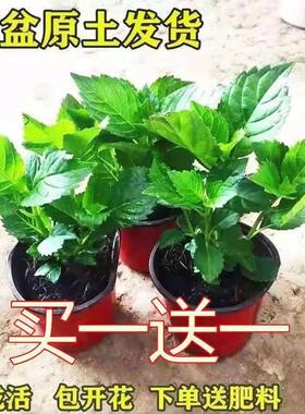 买一送一绣球花苗当年开花无尽夏老桩绣球花室内阳台庭院好养花卉