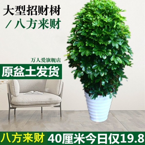 绿植七叶莲八方来财鹅掌柴鸭脚木