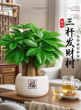 发财树盆栽招财旺宅桌面盆景办公室绿植室内客厅中式禅意四季植物