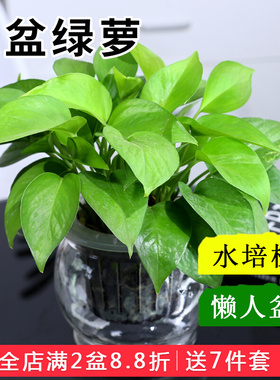 绿萝发财树小盆栽 办公室净化空气绿植花卉盆栽水培植物观叶植物