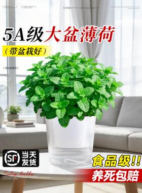 食品级薄荷盆栽大苗室内绿植大盆迷迭香紫苏好养猫薄荷叶驱蚊植物