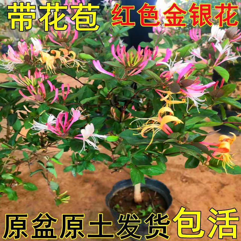 红色金银花树苗可食用药五彩老桩四季开花卉盆栽阳台庭院爬藤植物