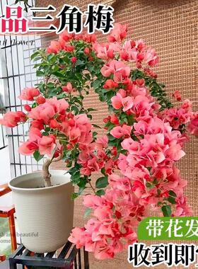 稀有品种三角梅盆栽四季开花绿樱红樱不甜西瓜大苗带花苞阳台植物