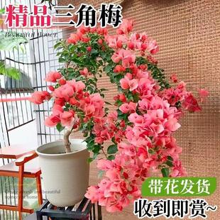 稀有品种三角梅盆栽四季开花绿樱红樱不甜西瓜大苗带花苞阳台植物