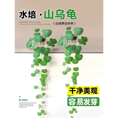 山乌龟爬藤植物水培一叶龟观叶盆栽红藤种球室内桌面绿植四季好养