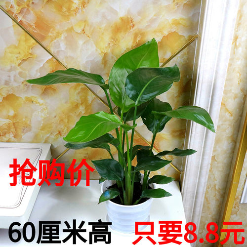 天堂鸟植物室内大型盆栽 鹤望兰客厅办公室花卉网红绿植四季常青