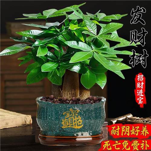 发财树小盆栽大绿植办公室内除甲醛花卉客厅好养旺宅植物桌面盆景