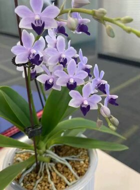 蝴蝶兰小茴紫带花剑进口品种多年生盆栽带花苞兰花苗吸色好养绿植