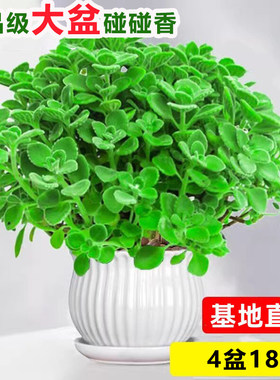 碰碰香盆栽可食用绿植驱蚊提神香喷喷多肉植物花卉净化空气一抹香