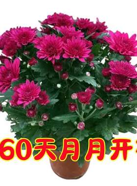 四季开花荷兰菊进口菊花苗