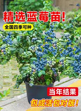 蓝莓树果苗盆栽带果发货特大号南北方种植正宗四季蓝莓盆栽果树苗