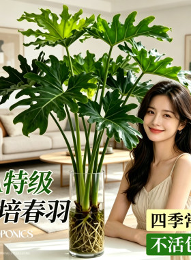 春羽水培植物室内客厅办公室桌面盆栽花卉大叶龟背竹四季好养绿植