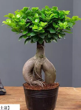 人参榕盆栽绿植提根老桩摇钱树发财树造型小叶榕树盆景植物金钱榕