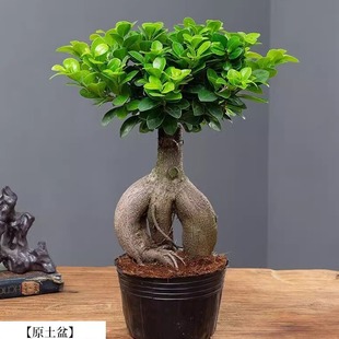 人参榕盆栽绿植提根老桩摇钱树发财树造型小叶榕树盆景植物金钱榕