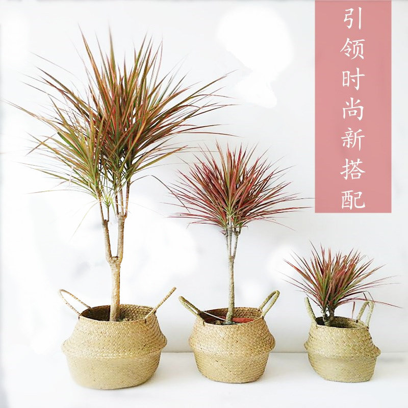 七彩铁万年木盆栽三色龙血树盆栽办公桌观叶植物净化空气观叶植物