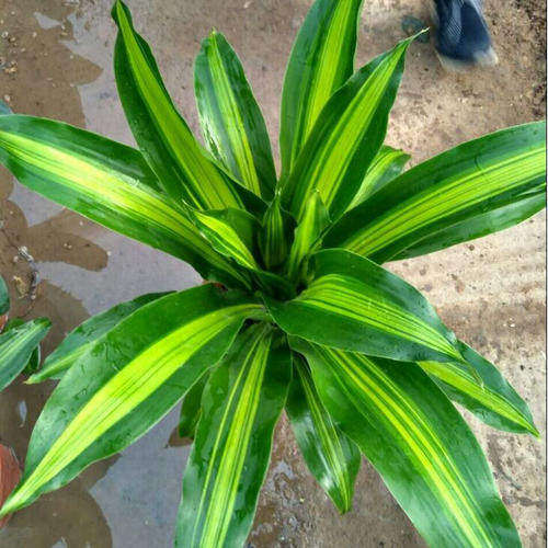 金边巴西铁树盆栽 香龙血树 室内植物 客厅绿植 花卉木 也门铁,家居饰品,桌面摆件,淘宝优惠券,粉丝福利购,淘宝优惠卷