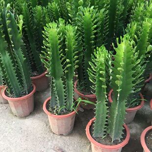 龙骨植物盆栽办公室外客厅仙人掌吸甲醛四季 好养植物绿植巴西龙骨