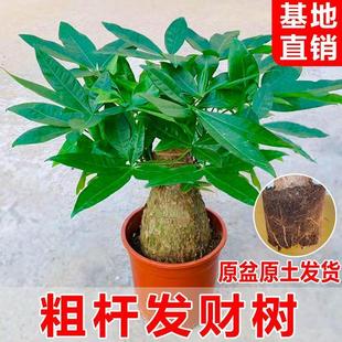 老桩发财树客厅盆栽室内大型粗杆招财树办公室绿植好养活四季常青
