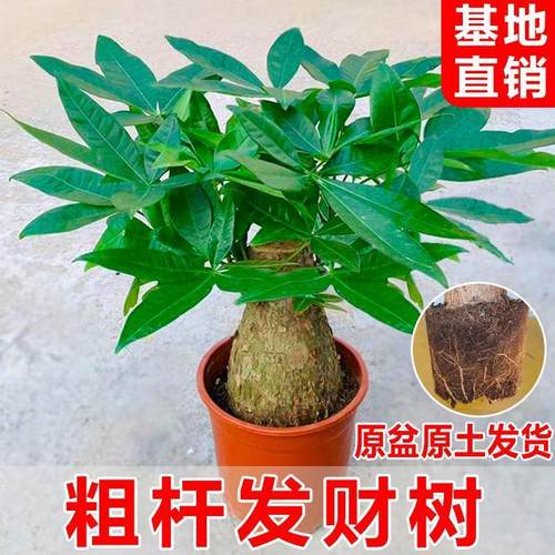 老桩发财树客厅盆栽室内大型粗杆招财树办公室绿植好养活四季常青